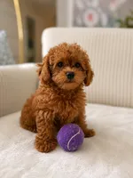 Coco, a female Poodle - Toy  for sale in Princeton, NJ – 5 of 5