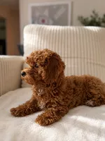 Pam Pam, a female Poodle - Toy  for sale in Princeton, NJ – 2 of 4