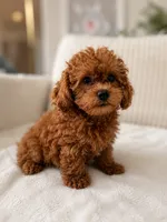 Coco, a female Poodle - Toy  for sale in Princeton, NJ – 3 of 5