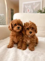Pam Pam, a female Poodle - Toy  for sale in Princeton, NJ – 4 of 4