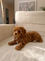 Pam Pam, a female Poodle - Toy  for sale in Princeton, NJ – 3 of 4