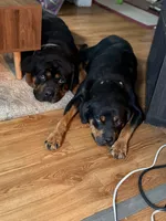Odin, a male Rottweiler for sale in Rochester, NY – 10 of 10