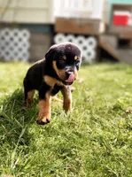 Thor, a male Rottweiler for sale in Rochester, NY – 3 of 10
