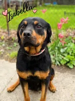 Odin, a male Rottweiler for sale in Rochester, NY – 9 of 10