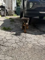 Thor, a male Rottweiler for sale in Rochester, NY – 6 of 10