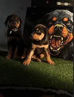 Thor, a male Rottweiler for sale in Rochester, NY – 8 of 10