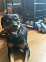 Thor, a male Rottweiler for sale in Rochester, NY – 10 of 10