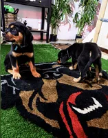 Odin, a male Rottweiler for sale in Rochester, NY – 3 of 10