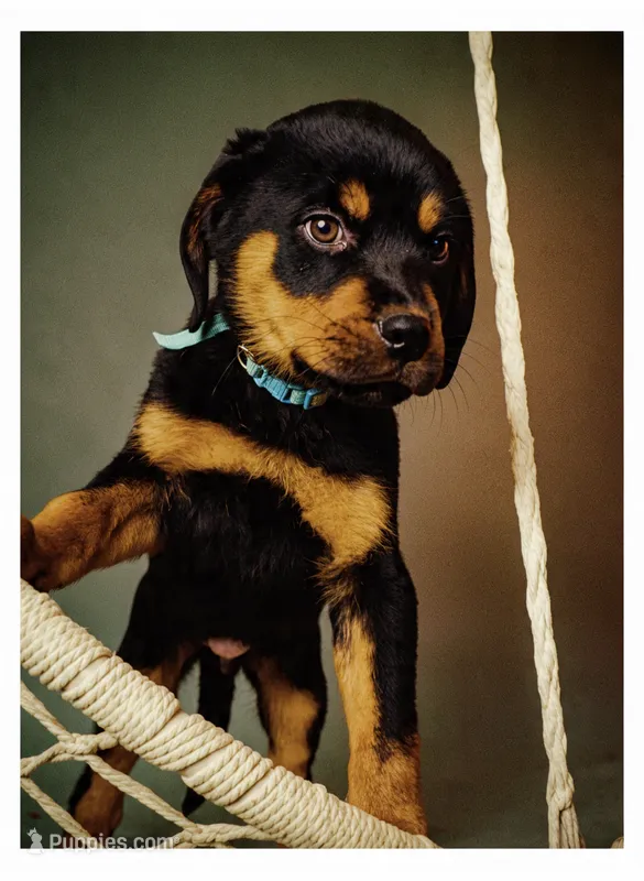 Odin – Rottweiler puppy for sale in Rochester, NY