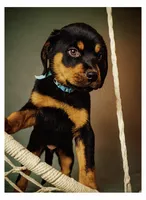 Odin, a male Rottweiler for sale in Rochester, NY – 1 of 10