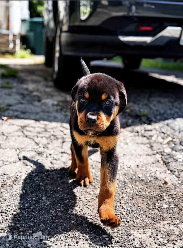 Thor – Rottweiler puppy for sale in Rochester, NY