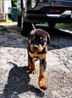 Thor, a male Rottweiler for sale in Rochester, NY – 1 of 10