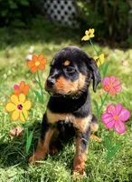 Thor, a male Rottweiler for sale in Rochester, NY – 4 of 10