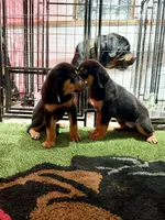 Odin, a male Rottweiler for sale in Rochester, NY – 2 of 10