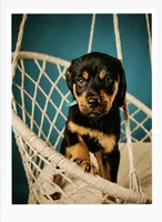 Odin, a male Rottweiler for sale in Rochester, NY – 6 of 10