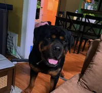 Odin, a male Rottweiler for sale in Rochester, NY – 5 of 10