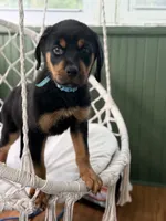 Odin, a male Rottweiler for sale in Rochester, NY – 7 of 10