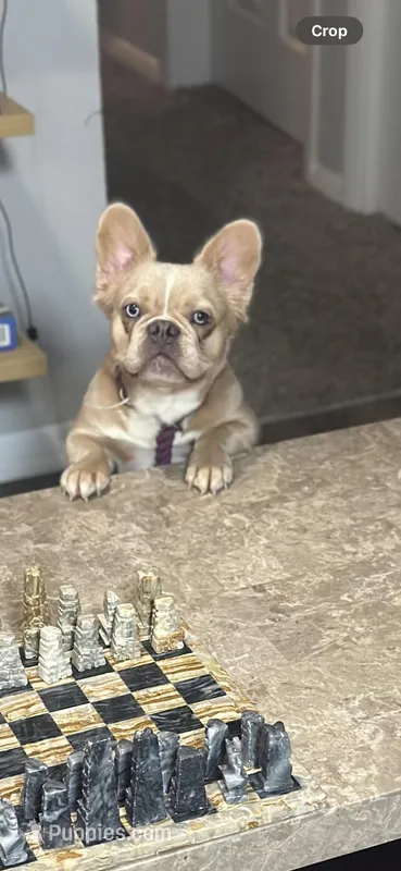 Elsa – French Bulldog puppy for sale in Germantown, MD