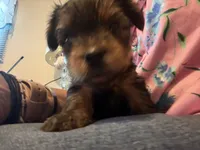 Peanut, a male Yorkshire Terrier for sale in Ansonia, CT – 4 of 6