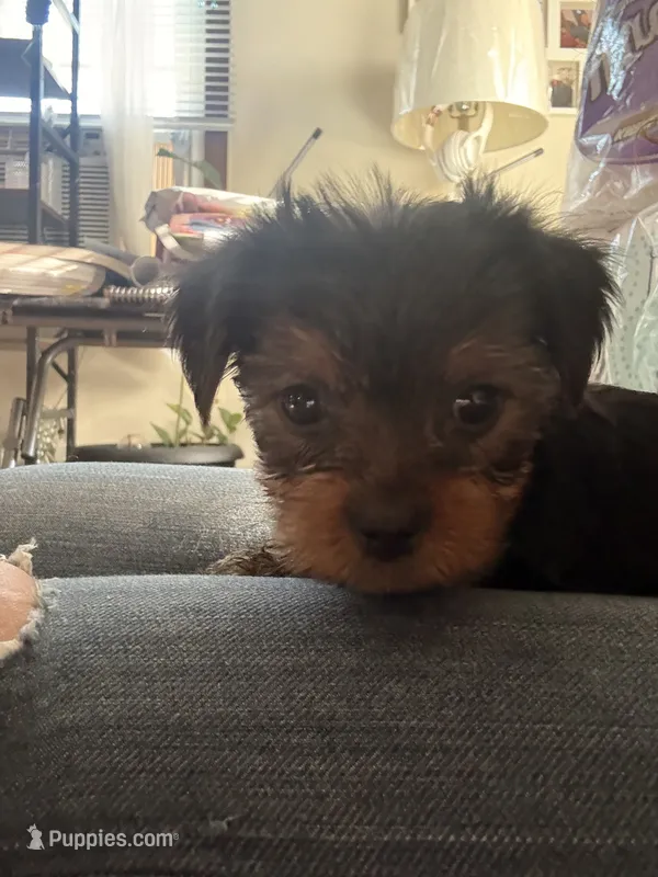 Peanut – Yorkshire Terrier puppy for sale in Ansonia, CT