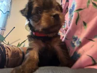 Peanut, a male Yorkshire Terrier for sale in Ansonia, CT – 3 of 6