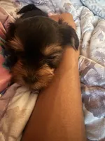 Peanut, a male Yorkshire Terrier for sale in Ansonia, CT – 5 of 6