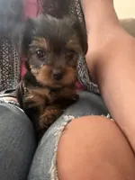 Peanut, a male Yorkshire Terrier for sale in Ansonia, CT – 2 of 6