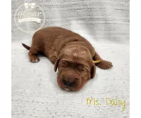 Daisy, a female Goldendoodle for sale in Bedford, IN – 3 of 7