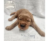Poppy, a female Goldendoodle for sale in Bedford, IN – 3 of 6