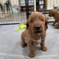 Bud, a male Goldendoodle for sale in Bedford, IN – 2 of 7