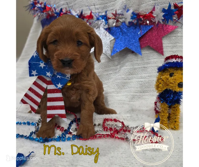 Daisy – Goldendoodle puppy for sale in Bedford, IN