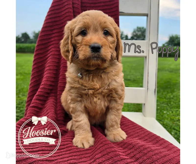 Poppy – Goldendoodle puppy for sale in Bedford, IN