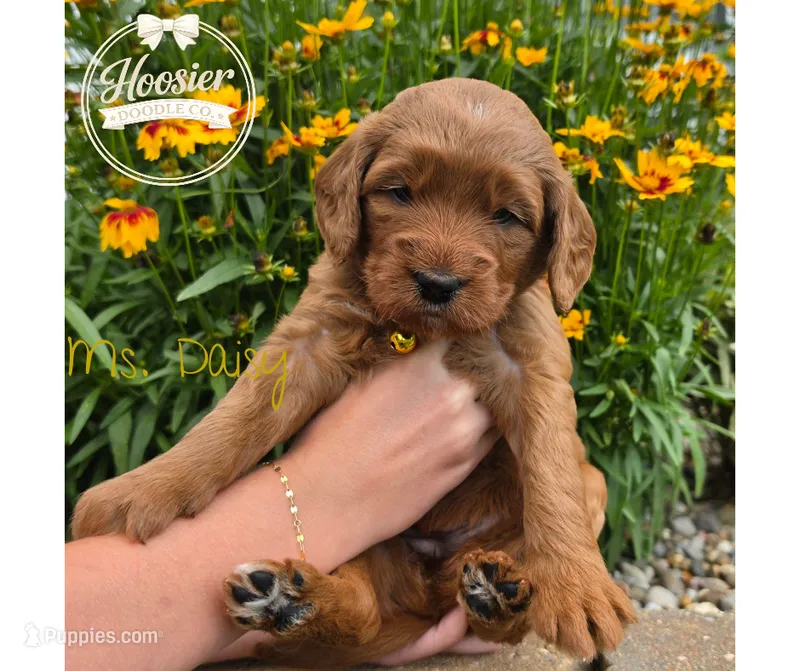 Daisy – Goldendoodle puppy for sale in Bedford, IN