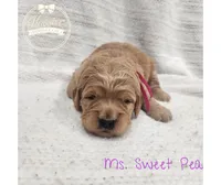 Sweet Pea, a female Goldendoodle for sale in Bedford, IN – 3 of 7