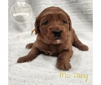 Daisy, a female Goldendoodle for sale in Bedford, IN – 2 of 7
