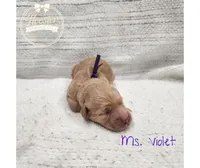 Violet, a female Goldendoodle for sale in Bedford, IN – 5 of 6