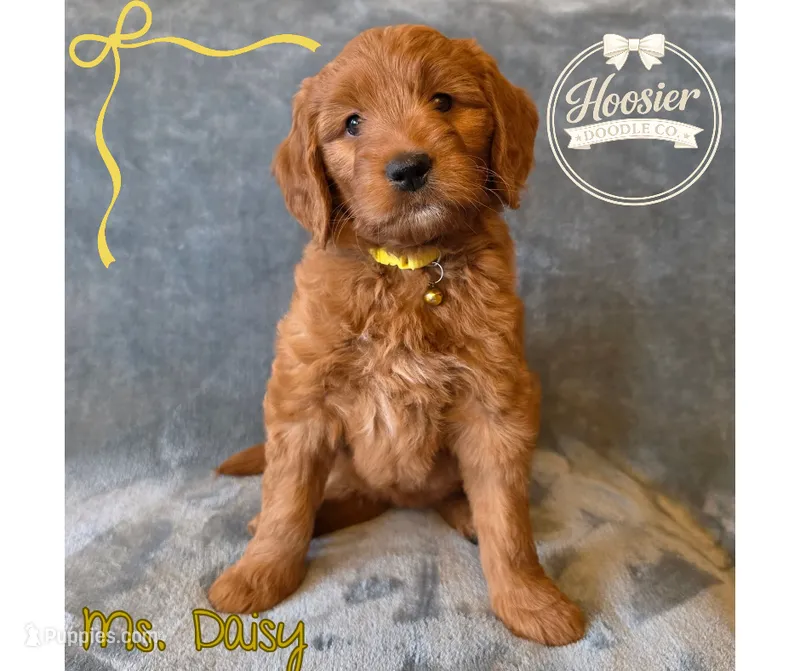 Daisy – Goldendoodle puppy for sale in Bedford, IN
