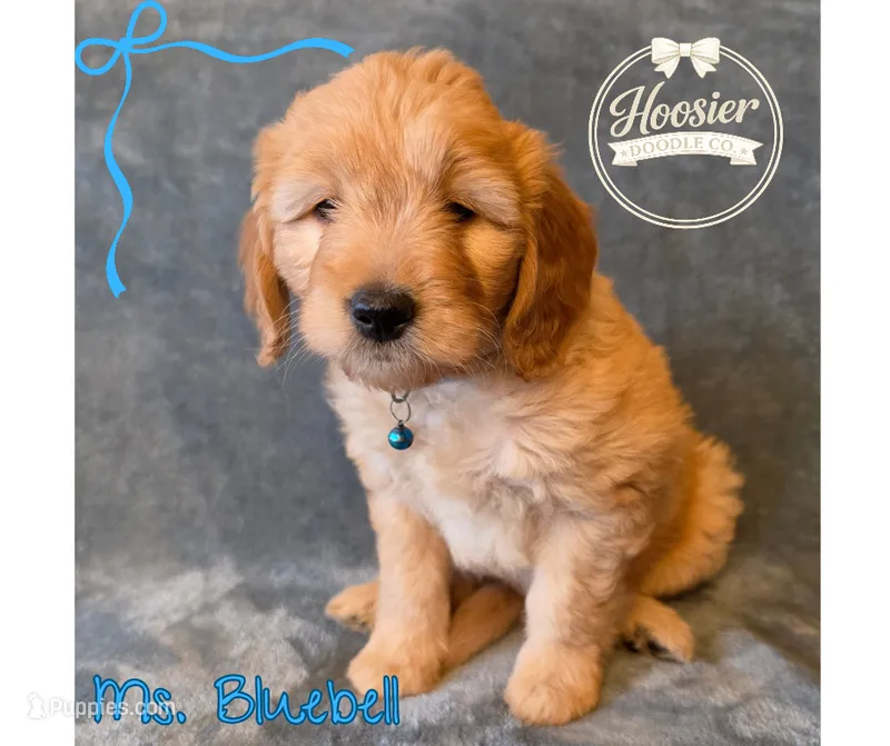 Bluebell – Goldendoodle puppy for sale in Bedford, IN