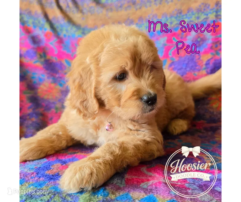Sweet Pea – Goldendoodle puppy for sale in Bedford, IN