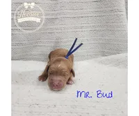 Bud, a male Goldendoodle for sale in Bedford, IN – 6 of 7