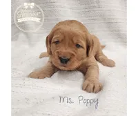 Poppy, a female Goldendoodle for sale in Bedford, IN – 2 of 6