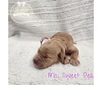 Sweet Pea, a female Goldendoodle for sale in Bedford, IN – 5 of 7