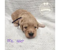Violet, a female Goldendoodle for sale in Bedford, IN – 3 of 6