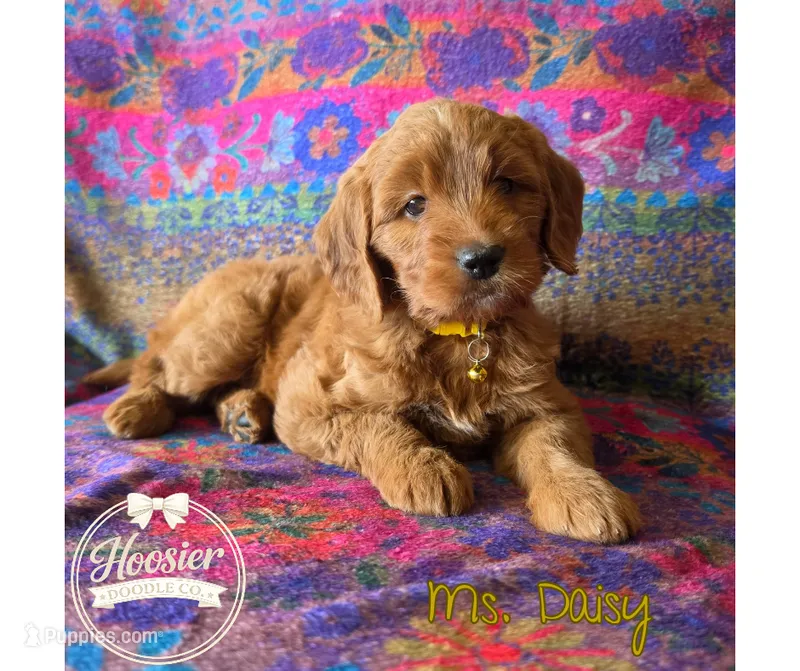 Daisy – Goldendoodle puppy for sale in Bedford, IN