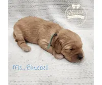 Bluebell, a female Goldendoodle for sale in Bedford, IN – 5 of 6
