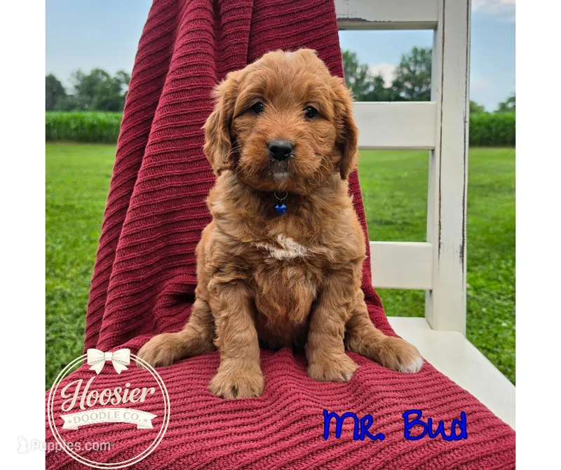 Bud – Goldendoodle puppy for sale in Bedford, IN