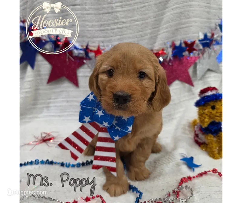 Poppy – Goldendoodle puppy for sale in Bedford, IN
