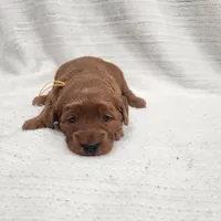 Daisy, a female Goldendoodle for sale in Bedford, IN – 5 of 7