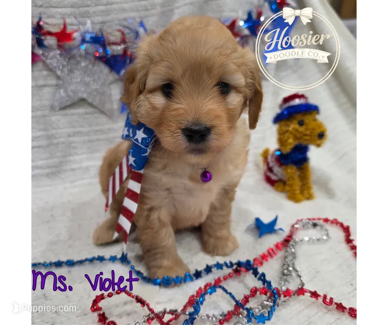 Violet – Goldendoodle puppy for sale in Bedford, IN