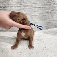 Bud, a male Goldendoodle for sale in Bedford, IN – 7 of 7